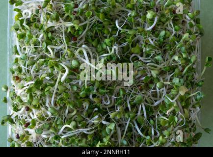 Brussels Sprouts Micro Greens Stock Photo
