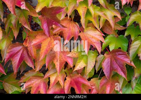Discolouring leaves of wild vine Stock Photo
