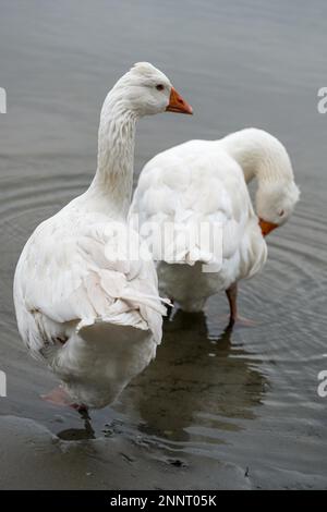 Roman Tufted Geese in the Danube Delta Stock Photo