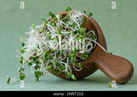 Broccoli Sprouts Microgreens Stock Photo
