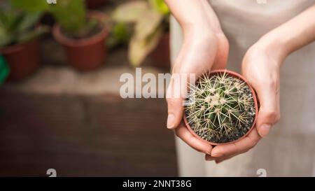 woman s hand holding small succulent potted plant Stock Photo