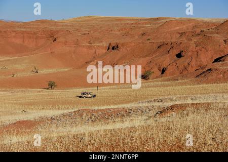 Off-road vehicle with tourists in the grassy landscape of Gondwana Namib Park, near Sesriem, Hardap region, Namibia Stock Photo