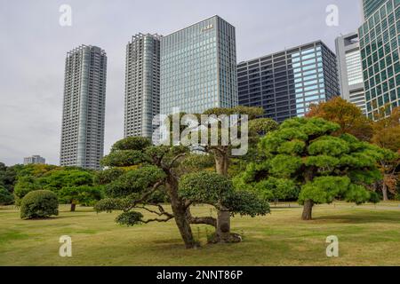 Hamarikyu Park, Imperial Garden of Hama Residence, in front of Skyline, Chuo District, Tokyo, Honshu Island, Japan Stock Photo