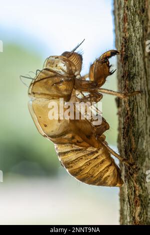 Skin of a cicada nymph (Cicadidae) on a tree trunk. Macro photography. Stock Photo