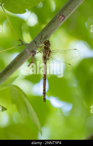 Macro photo of a dragonfly Odonata resting on a plant with a nicely ...