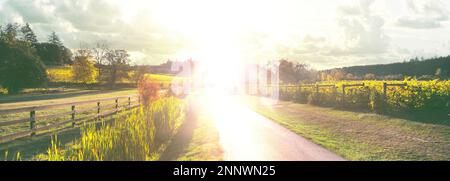 Blinding sunlight in Zenith Vineyard, Amity, Willamette Valley, Oregon, USA Stock Photo