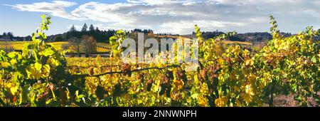 Grape vines in Zenith Vineyard, Amity, Willamette Valley, Oregon, USA Stock Photo
