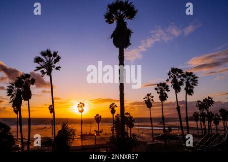 Palm trees at sunset, Zuma Beach, Malibu, California, USA Stock Photo