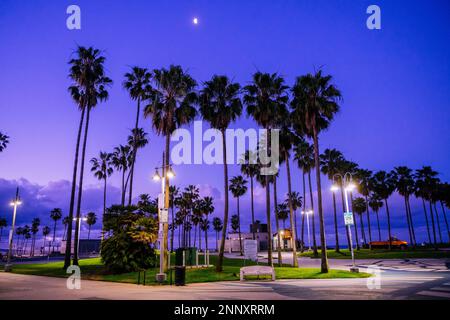 Palm trees at sunset, Zuma Beach, Malibu, California, USA Stock Photo