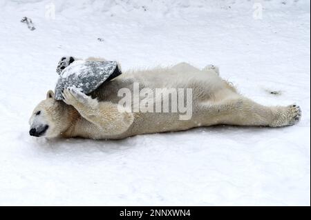 Two-year-old polar bear Hertha plays with a plastic bowl in the snow at the zoo in Berlin, Germany, Tuesday, Feb.9, 2021. (Kira Hofmann/dpa via AP)