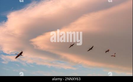 Group of flying sandhill cranes (Grus canadensis) against sky at sunset, Bosque Del Apache National Wildlife Refuge, New Mexico, USA Stock Photo