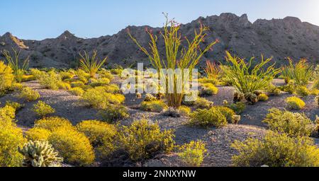 Ocotillo (Fouquieria splendens) and brittlebush (Encelia farinosa), Tule Well, Cabeza Prieta National Wildlife Refuge, Arizona, USA Stock Photo