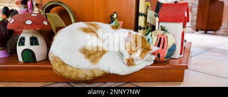Photo of sleeping cat Stock Photo
