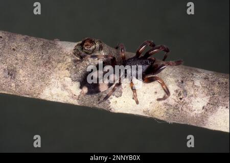 WHITE-TAILED SPIDER (LAMPONA SP.) Stock Photo