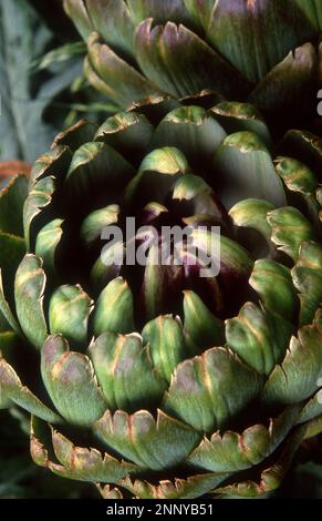 CLOSE-UP OF A GLOBE ARTICHOKE (CYNARA CARDUNCULUS SYN. SCOLYMUS). ALSO KNOWN AS FRENCH OR GREEN ARTICHOKE. Stock Photo