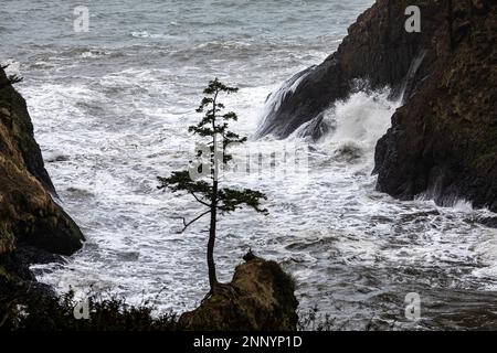 WA23090-00...WASHINGTON - A wave crashing on the cliff at the entrance to Deadman's Cove and lone tree on the small island; Cape Disappointment State Stock Photo