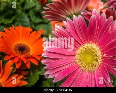 Close-up of pink daisy flowers Stock Photo