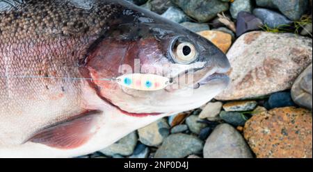 Large salmon caught by Fly Fishing on Cong River Ashford Castle Cong Co  Mayo Ireland Stock Photo - Alamy