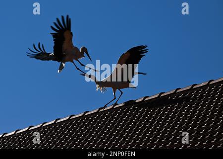 Salem, Germany. 20th Feb, 2023. Two storks fight on a roof in the Affenberg Zoo. With the milder temperatures of the past few days, the storks have also returned from their winter quarters. Arrived at home, first nest building is announced. (to dpa 'Spring fever in winter - first storks back in the southwest') Credit: Felix Kästle/dpa/Alamy Live News Stock Photo