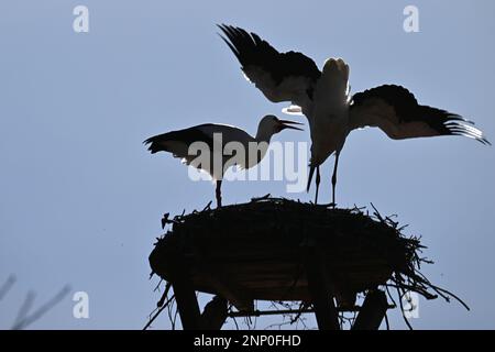 Salem, Germany. 20th Feb, 2023. A pair of storks stands on the eyrie in the Affenberg Zoo. With the milder temperatures of the past few days, the storks have also returned from their winter quarters. Once they are home, the first thing they have to do is build their nests. (to dpa 'Spring fever in winter - first storks back in the southwest') Credit: Felix Kästle/dpa/Alamy Live News Stock Photo