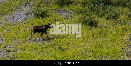 Aerial View of Moose on Meadow in Saint Elias National Park and Reserve, Wrangell, Alaska Stock Photo