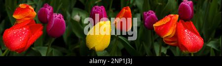Yellow, orange, purple and red tulips,  Skagit Valley Washington, USA Stock Photo