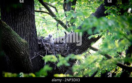 Eurasian Eagle Owl Bubo Bubo sitting sitting on a nest in the tree crown with cubs and guarding, close-up, wildlife photo, the best photo Stock Photo