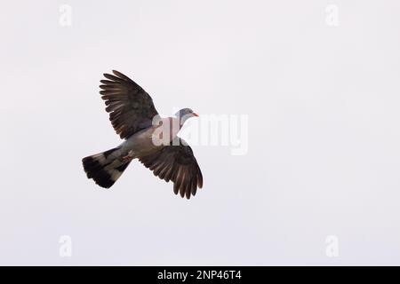 Wood Pigeon [ Columba palumbus ] flying against clear white sky Stock Photo