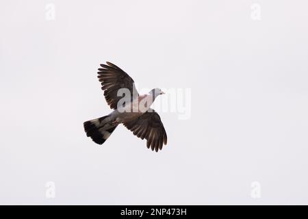 Wood Pigeon [ Columba palumbus ] flying against clear white sky Stock Photo