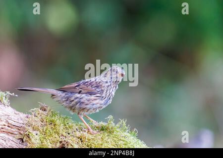 Dunnock [ Prunella modularis ] juvenile bird on mossy log Stock Photo