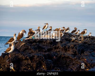 Blue footed booby on rock near Punta Moreno, Isabela Island, Galapagos, Ecuador Stock Photo