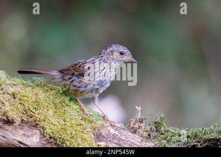 Dunnock [ Prunella modularis ] juvenile bird on mossy log Stock Photo