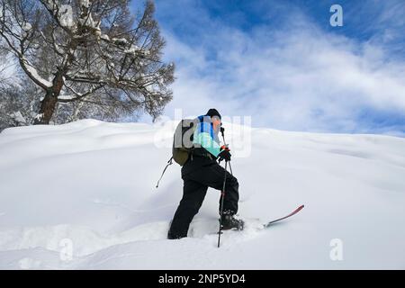 (230226) -- URUMQI, Feb. 26, 2023 (Xinhua) -- Peng Chao hikes near the village of Hemu in Altay, northwest China's Xinjiang Uygur Autonomous Region, on Jan. 14, 2023. With its high-quality snow conditions, Xinjiang in northwest China has built a number of high-standard ski resorts and become a new hotspot for winter sports. The snow season in Altay, which is located in the northernmost part of Xinjiang, can last up to seven months, making it a heaven for winter sports lovers. At the beginning of the snow season in 2021, Beijing-based skier Peng Chao rented a cabin in the village of Hemu in Stock Photo