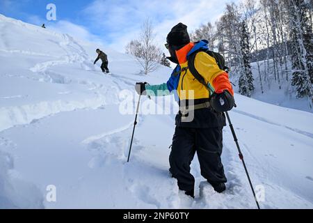 (230226) -- URUMQI, Feb. 26, 2023 (Xinhua) -- Peng Chao asks a teammate to pay attention fo safety on their way down a mountain in Altay, northwest China's Xinjiang Uygur Autonomous Region on Jan. 14, 2023. With its high-quality snow conditions, Xinjiang in northwest China has built a number of high-standard ski resorts and become a new hotspot for winter sports. The snow season in Altay, which is located in the northernmost part of Xinjiang, can last up to seven months, making it a heaven for winter sports lovers. At the beginning of the snow season in 2021, Beijing-based skier Peng Chao Stock Photo