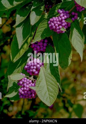 american Beautyberry shrub --Callicarpa americana--, Germany Stock Photo