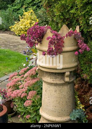 Hylotelephium Bertram Anderson and Spectabile Brilliant flowering Sedums growing in English garden with Victorian chimney pot planter, September, UK Stock Photo