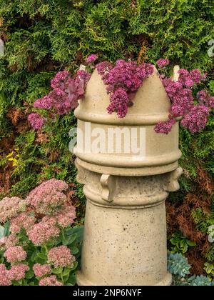 Hylotelephium Bertram Anderson and Spectabile Brilliant flowering Sedums growing in English garden with Victorian chimney pot planter, September, UK Stock Photo