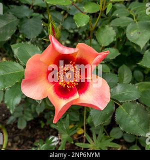 Closeup of single Persican Hybrid two tone red and pink rose flower, 'For Your Eyes Only' (Floribunda Rose), UK Stock Photo