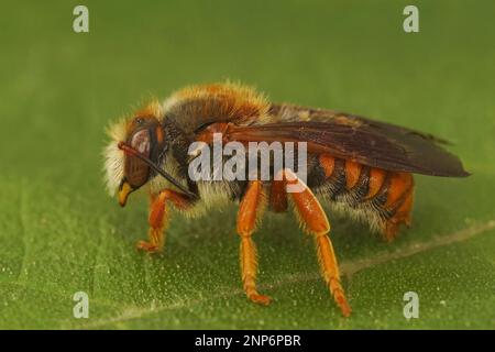 Detailed closeup on the red and colorful Spotted red-resin solitary bee, Rhodanthidium sticticum Stock Photo