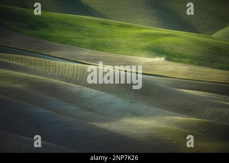 Tractor plowing the fields in Tuscany at sunset. Vescona, Siena province. Italy Stock Photo