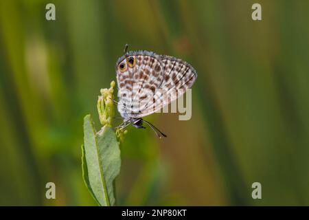 zebra print butterfly on a green plant, Lang's Short-tailed Blue, Leptotes pirithous Stock Photo