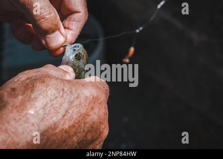 Hands removing the hook from a fish. Fisherman fishing perch. Perca fluviatilis. Common perch. Healthy lifestyles. Stock Photo