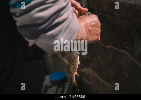 Hands removing the hook from a fish. Fisherman fishing perch. Perca fluviatilis. Common perch. Healthy lifestyles. Stock Photo