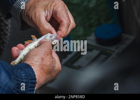 Hands removing the hook from a fish. Fisherman fishing perch. Perca fluviatilis. Common perch. Healthy lifestyles. Stock Photo