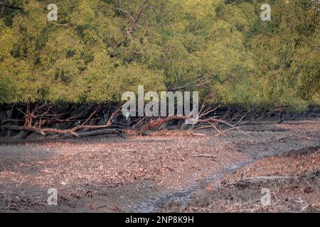 Sundarbans,the largest mangrove forest in the world.this photo was taken from Sundarbans National Park,Bangladesh. Stock Photo