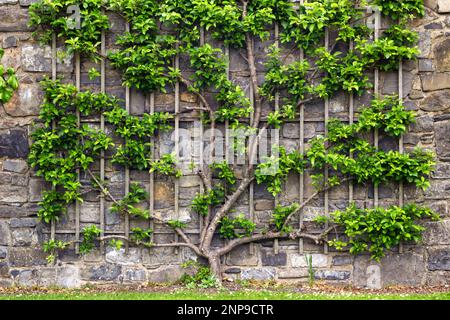 Climbing plant growing on wooded frame attached to an old stone wall in a park Stock Photo