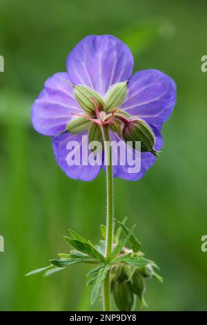 Blooming flower of Geranium pratense also known as Meadow Cranesbill in meadow Stock Photo