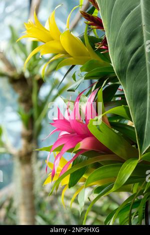 Red and yellow bromeliads, guzmania, Tufted Airplants, Stock Photo