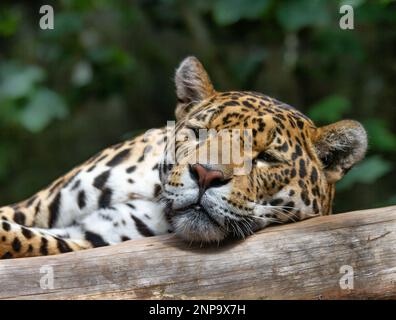 Close up headshot of a captive leopard (Pantherus pardus) resting on a branch during the daylight Stock Photo