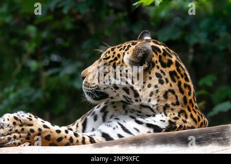 Close up headshot of a captive leopard (Pantherus pardus) resting on a branch during the daylight Stock Photo